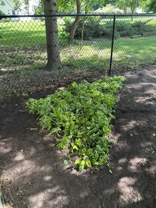 Landscaping project