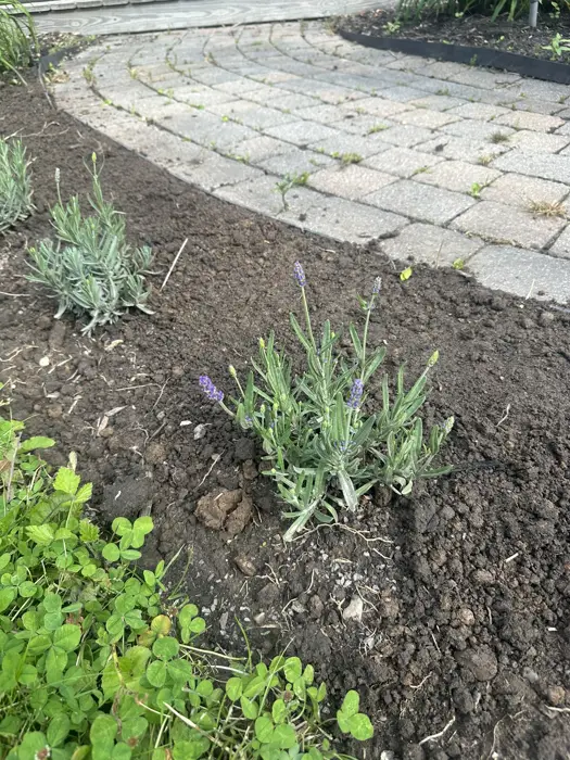 Landscaping project