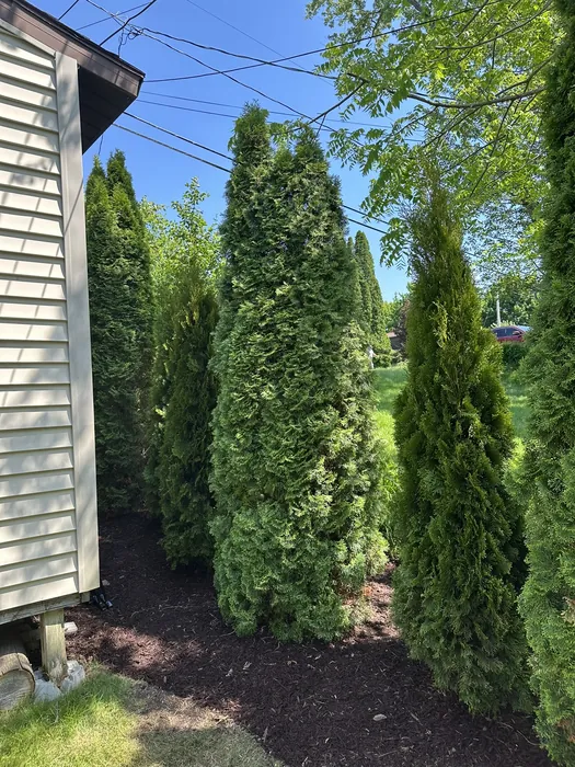 Landscaping project