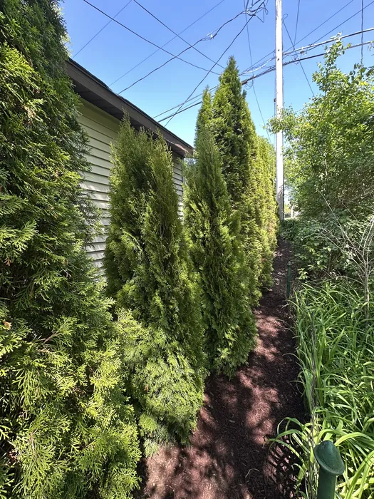 Landscaping project
